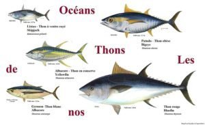 Tuna: koristne lastnosti, kako kuhati, lahko jeste na dieti