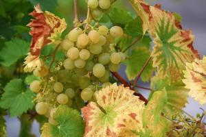 Kako pravilno zasajenih grozdja v odprtem terenu