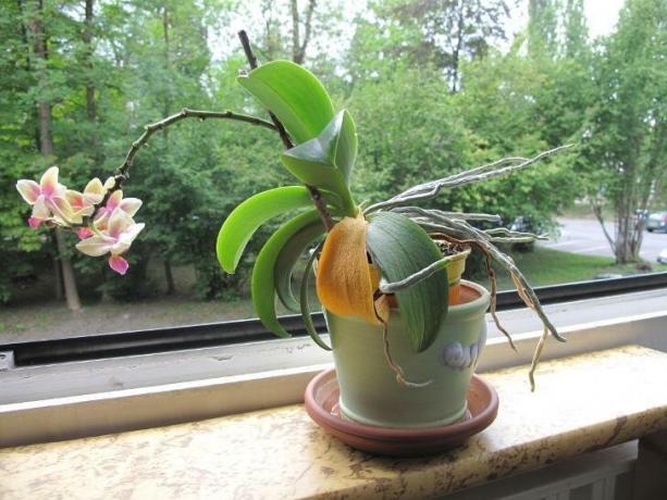 Slika, ki straši mnoge lastnike orhidej