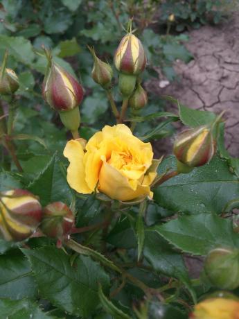 rumena vrtnica