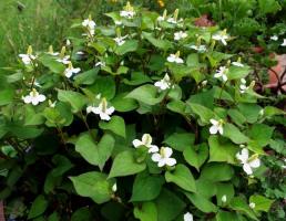 Hauttyuyniya ali Tsvetik-semitsvetik: Flower za vrt