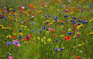 Kaj morate vedeti o travniku mavrska, da vsako sezono, da uživajo cvetenja sijaj