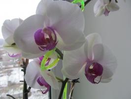 Zakaj potopite orhideje, ne zalivanje z zalivalko