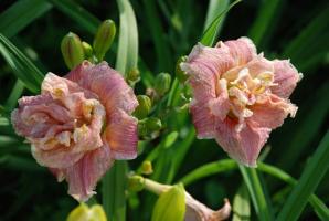 Top 5 najboljših sodobnih sort daylilies