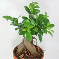 Nega Ficus Ginseng doma