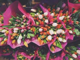 Rastemo tulipani za praznovanje 8. marca