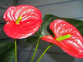 Kako narediti Anthurium (moški sreča) lepa cvetov