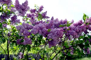 Konec aprila - čas za model za posamična lilacs cveti