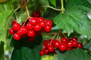 Viburnum rdeča - super zdrave jagode. Kako ravnati in shranjevanje pozimi