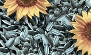 Prednosti in škoduje iz sončničnih semen za telo