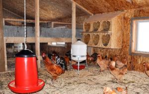 Zimsko coop: kako ustvariti optimalne pogoje za kokoši nesnice