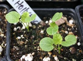 Gojenje slez seme: kako in kdaj rastlin