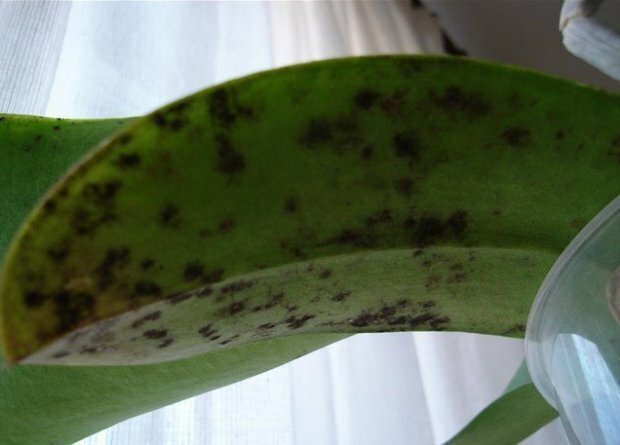 Nečista glive na orhidejo ( https://agronomu.com/)
