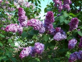 Pomlad obrezovanje lilacs - zakaj in kako ravnanja