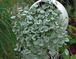 Dihondra "Silver Falls" - elegantna dekoracija vašega vrta