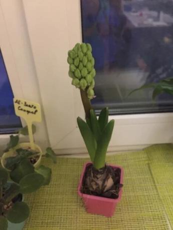 Mimogrede barva pot boste lahko izvedeli, kaj se bo barva hyacinth. Očitno moje rastline cvetijo roza. Treba pa je še malo počakati!