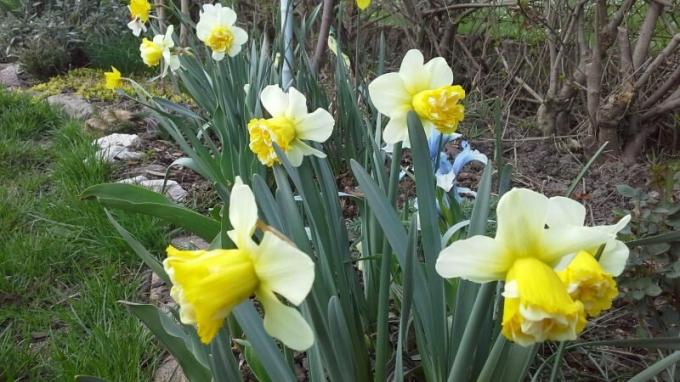 Narcise ustrezne v skoraj katerikoli vrt skladb. Foto: chistodoma.online