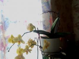 Jantarne kisline ne bo pomagala orhideje. Glavni mit interneta