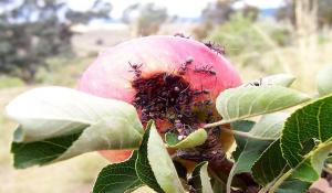 Kako se znebiti vrtnih mravlje na jablanah in grmovje.