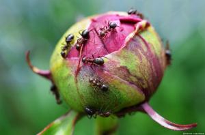 Kako se znebiti mravelj na pione v plinskih sevalcih