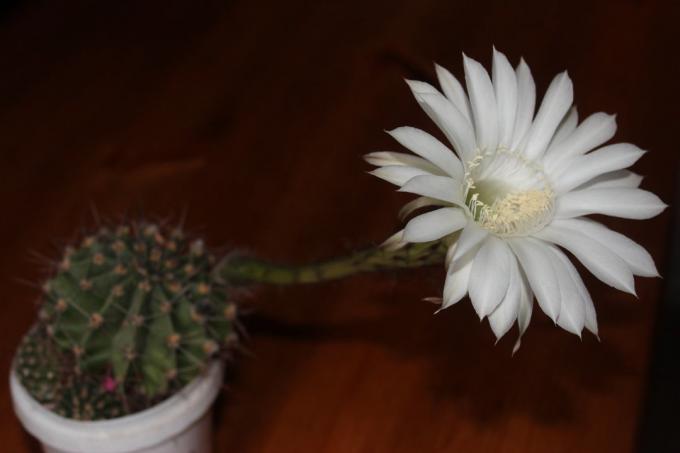 Blooming kaktus doma