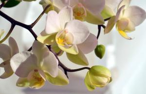 Če imajo listje rumeno orhidejo, kaj storiti?