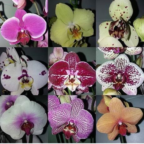 Raznolikost Phalaenopsis