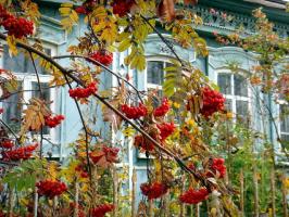 Oh, Mati Rusija: 6 rastline za vrt z nacionalnimi barvami