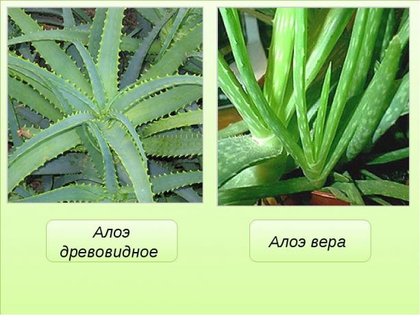 Očitna razlika aloe vera (agave) in aloe vera. Ogled: https://mtdata.ru/u17/photo291F/20383075778-0/original.jpg