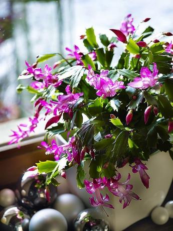 Eden od priljubljenih imen za sobne rastline za čas cvetenja - "božični kaktus", ali pa preprosto "Rozhdestvennik"