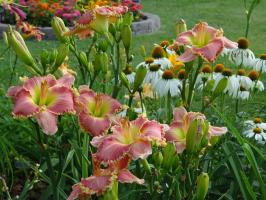 Zakaj ne cvetijo daylilies v vrtovih