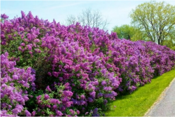 Divje rastoče žive meje iz lilacs