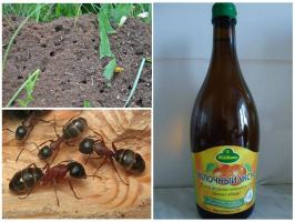 Kako se znebiti mravelj spomladi: rezultat po 30 minutah