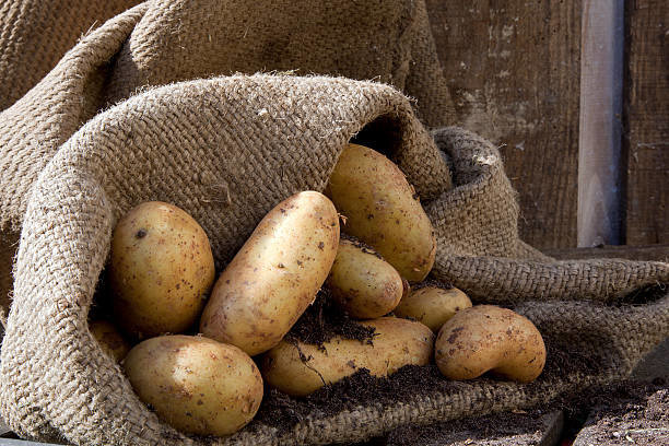 Odpust popolnoma pomaga krompir shranjene brez izgub