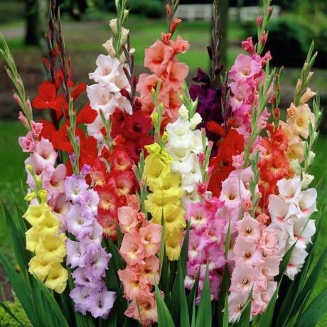 Raznolikost barv gladiole