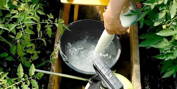 Gnojenje kumare mleko prinaša izjemne rezultate (samozvetik.ru)