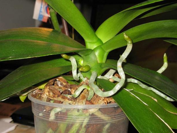 Zračni korenine rastejo orhideje doživljenjsko Phalaenopsis