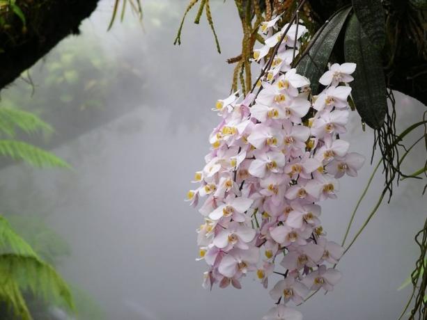 Phalaenopsis orhidejo v divjini. Fotografija za članek, sem na internetu