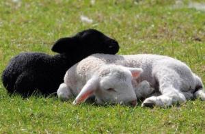 Meso in volna: kako vzgojiti ovce na svoji kmetiji