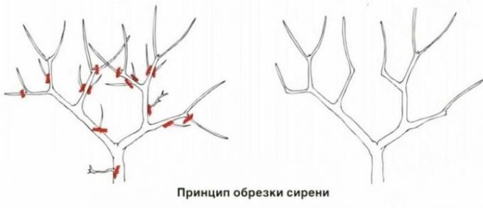 Načelo obrezovanja Lilacs. Za ponazoritev zahvaljujoč stroy-podskazka.ru