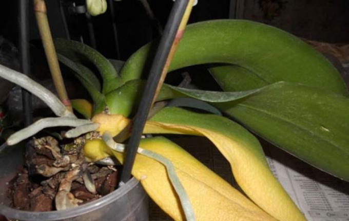 Če ste izgubili vse svoje liste, da ne bo preživel sam Phalaenopsis!