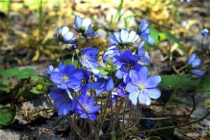 5 spomladanske rastline v cvetlični posteljo, cvetenja v marcu in aprilu