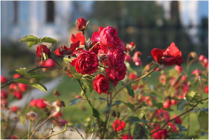 Roses - ljubezen milijonov pridelovalcev po vsem svetu. Ampak to je ljubezen vzajemna, je treba pazljivo skrbeti rastlin - "Garden kraljica" je znana po svojih muhe. Slika za pojasnilih so vzeti iz javnega dostopa.