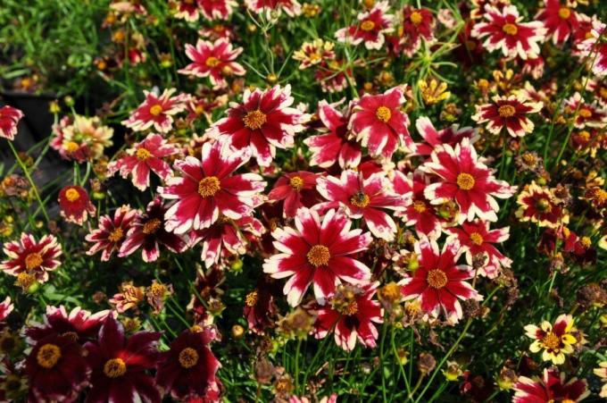 Razred Coreopsis "Ruby frost"