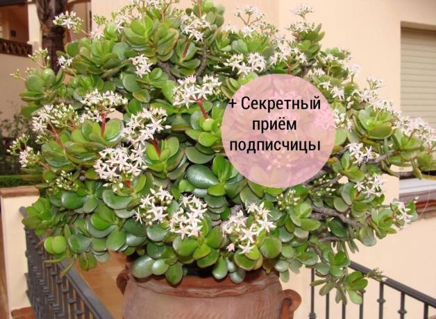 Denar drevo (Crassula, Crassula) - priljubljena houseplant. Ampak to le redko cveti v domu. Fotografija za članek, so vzete iz interneta