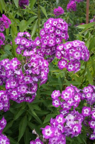 Overwintered tudi Phlox cvet na naslednje leto!