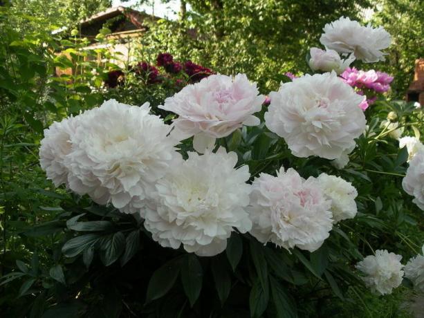 Bele potonike z bledo roza na sredini. Fotografije iz yandex.ru mesta
