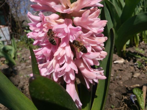 Hyacinth v mojem vrtu