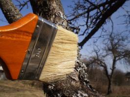 Kako se spopasti z vzmetnimi lišaji na sadnem drevju