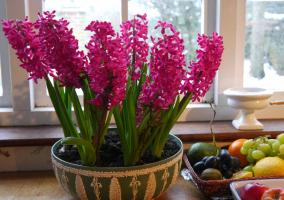 Neodnorazovy: srečni lastniki Hyacinth. 3 navdušuje cvet in kako ohraniti po cvetenju